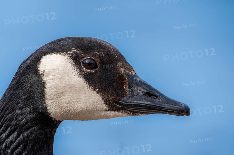 Canada goose (Branta canadensis), head, portrait, on the banks of the Main, Offenbach am Main, Hesse, Germany, Europe