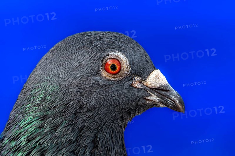 Street pigeon, city domestic pigeon (Columba livia domestica) on the banks of the Main, Offenbach am Main, Hesse, Germany, Europe