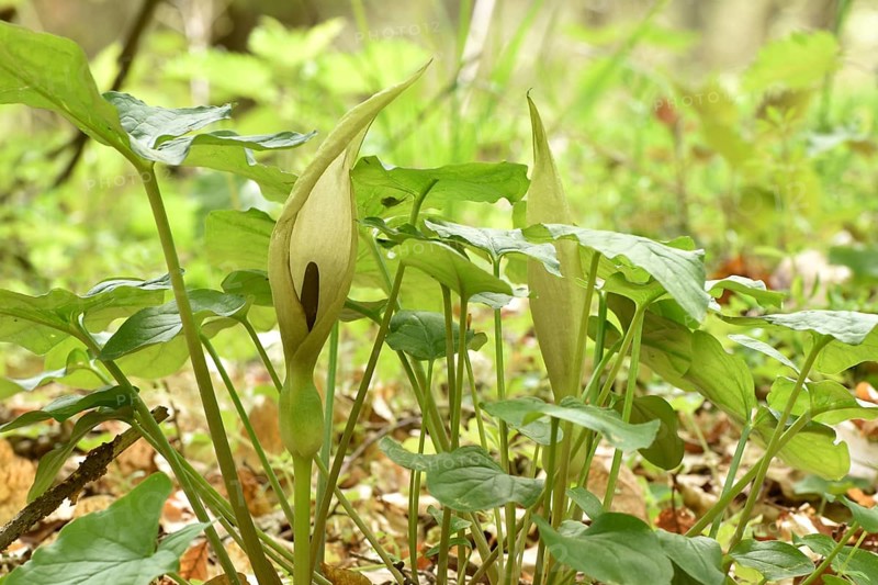 Leaves and flowers of the common arum (Arum maculatum) in the forest of the Hunsrueck-Hochwald National Park, Rhineland-Palatinate, Germany, Europe