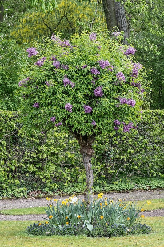 Russian Garden in the Belvedere Palace Park, Weimar, Thuringia, Germany, Europe