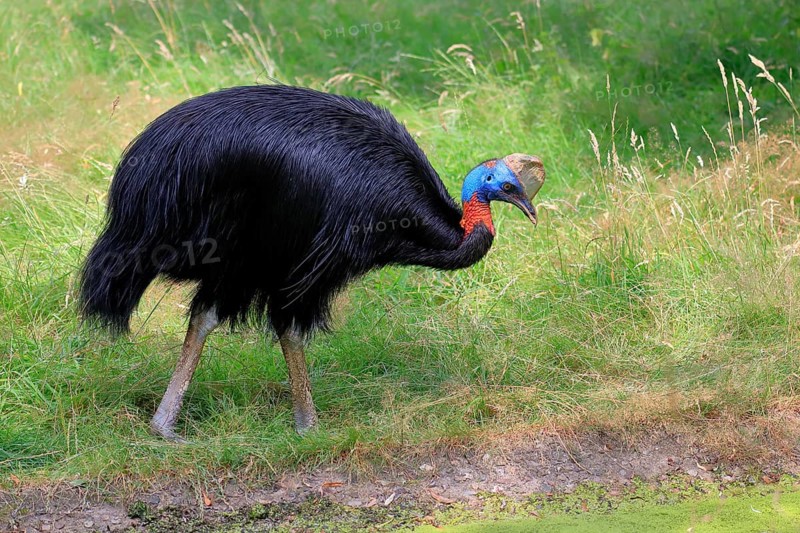 Northern cassowary (Casuarius unappendiculatus), adult, foraging, captive, Papua New Guinea, Oceania