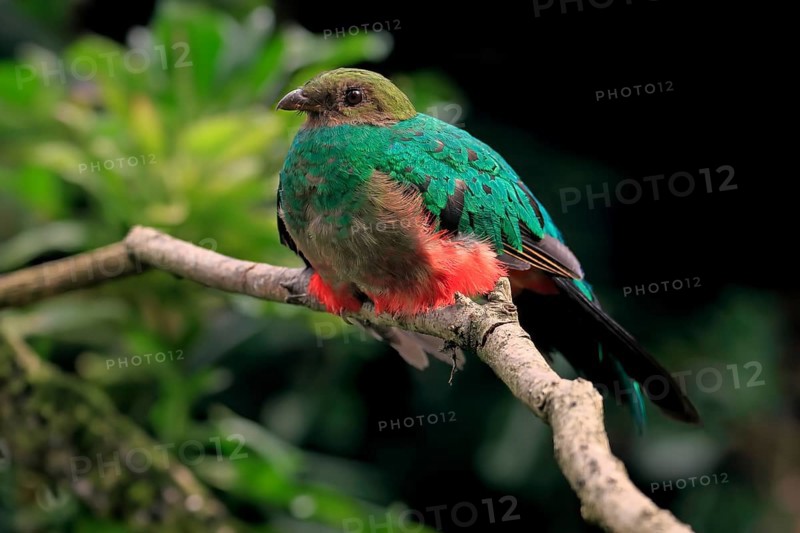 Golden-headed quetzal (Pharomachrus auriceps), adult, on tree, captive, South America