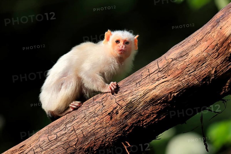 Silvery Marmoset, (Mico argentatus, Syn.: Callithrix argentata), Silvery Marmoset, adult, tree, vigilant, captive, South America
