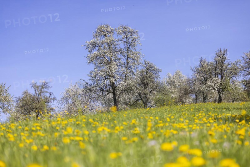 Flowering fruit trees in the orchards of the Swabian Alb, flowering apple tree, Weilheim an der Teck, Baden-Wuerttemberg, Germany, Europe