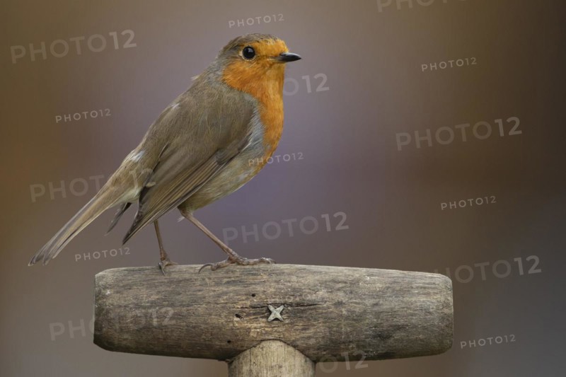 European robin (Erithacus rubecula) adult bird on a garden fork handle, England, United Kingdom, Europe
