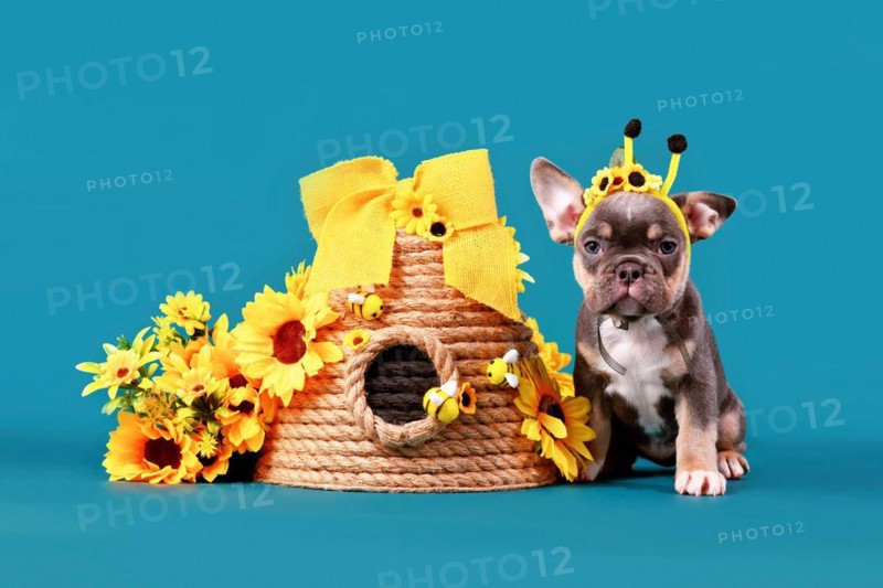 Cute tan French Bulldog dog puppy with bee costume antlers sitting next to beehive and sunflowers on blue background