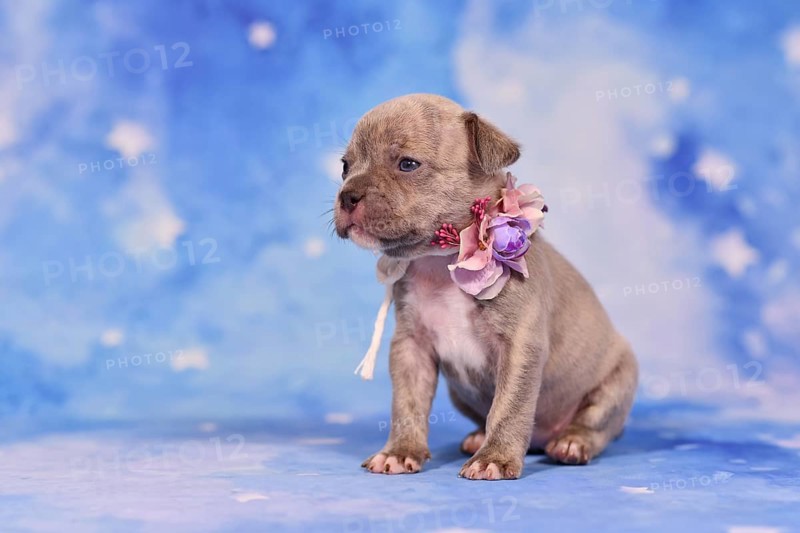 Four weeks purebred young Lilac Brindle French Bulldog puppy with healthy long nose and tail