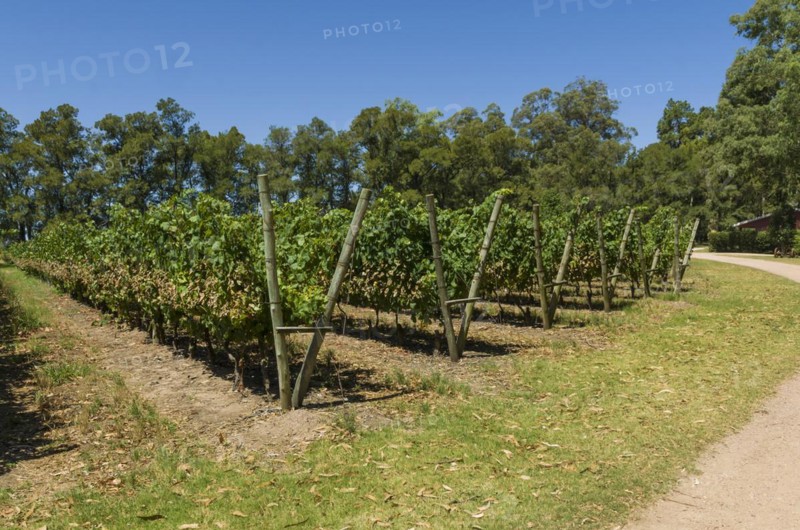 Beautiful vine of European grapes in Uruguayan winery in Canelos region. Moscato grapes