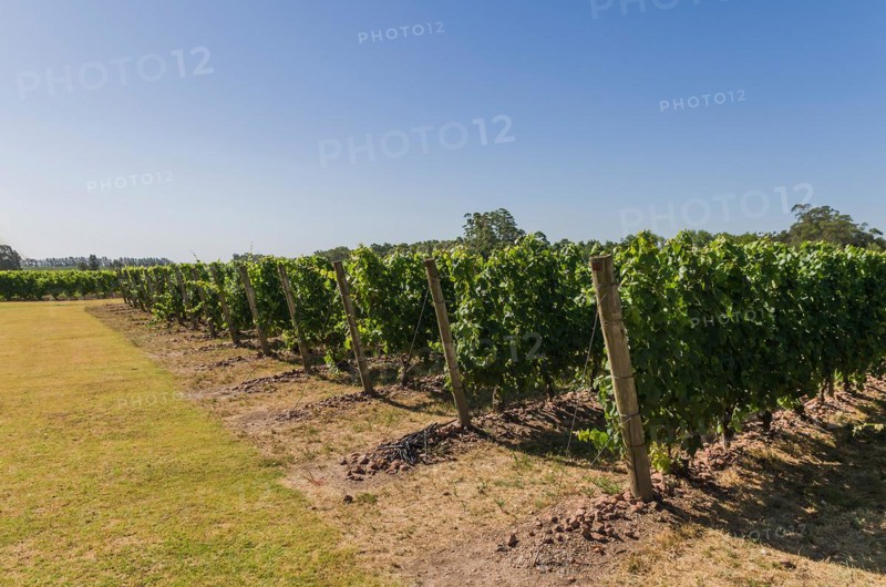 Beautiful vine of European grapes in Uruguayan winery in Canelos region. Moscato grapes
