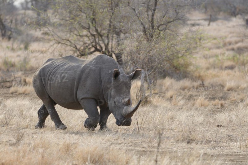 Southern white rhinoceros (Ceratotherium simum simum), adult female walking in dry grass, foraging, with a red-billed oxpecker (Buphagus erythrorynchus) on her back, Kruger National Park, South Africa, Africa