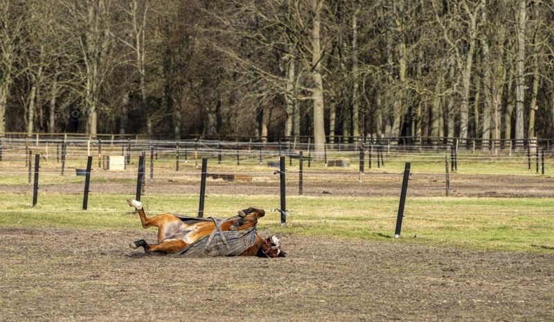 Horses in a paddock in Berlin Frohnau, Berlin, Germany, Europe