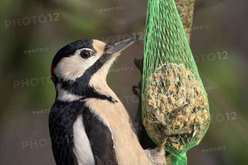 Great spotted woodpecker (Dendrocopos major), adult male, feeding on a tit bale, portrait, Dingdener Heide nature reserve, North Rhine-Westphalia, Germany, Europe