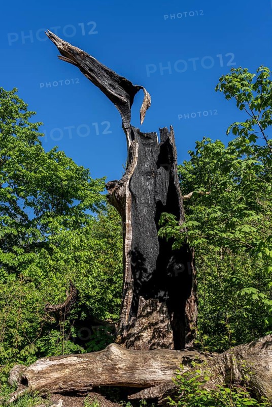 Burnt-out tree stump, Berlin, Germany, Europe