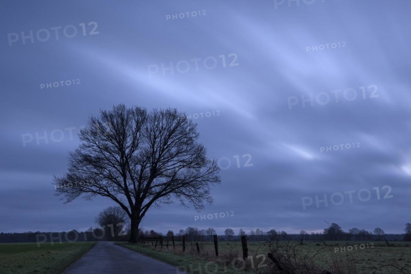 Single tree in front of sunrise, oak tree, cloudy sky blurred, long exposure, Dingdener Heide nature reserve, North Rhine-Westphalia, Germany, Europe