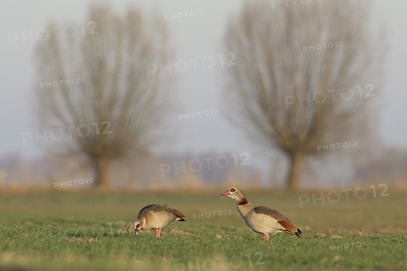 Egyptian goose (Alopochen aegyptiaca), pair, with pollarded trees in the background, Bislicher Insel, Xanten, Lower Rhine, North Rhine-Westphalia, Germany, Europe