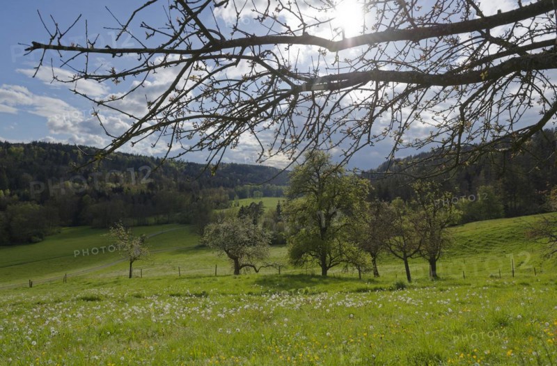 Spring in the Rottal near Wielandsweiler, Mainhardter Wald, Schwaebisch-Fraenkischer Wald Nature Park, Schwaebisch Hall, Hohenlohe, Heilbronn-Franken, Baden-Wuerttemberg, Germany, Europe