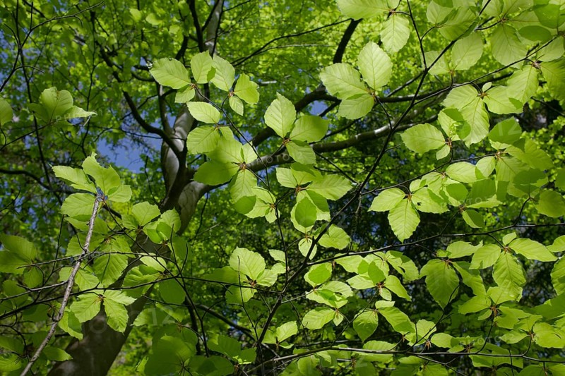 Beech in spring dress, Swabian-Franconian Forest nature park Park, photosynthesis, spring, April, green, leaf green, chlorophyll, light, biochemistry, rose garden-Sanzenbach, Schwaebisch Hall, Hohenlohe, Heilbronn-Franken, Baden-Wuerttemberg, Germany, Europe