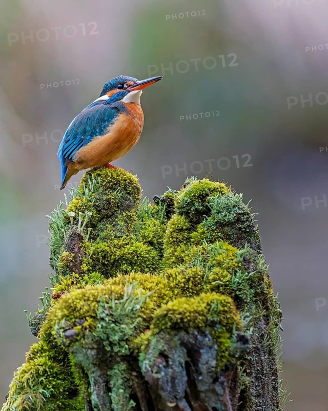 Common kingfisher (Alcedo atthis) Indicator of clean watercourses, pair formation, female animal, habitat, flying gem, Middle Elbe River Landscape, Middle Elbe Biosphere Reserve, Saxony-Anhalt, Germany, Europe