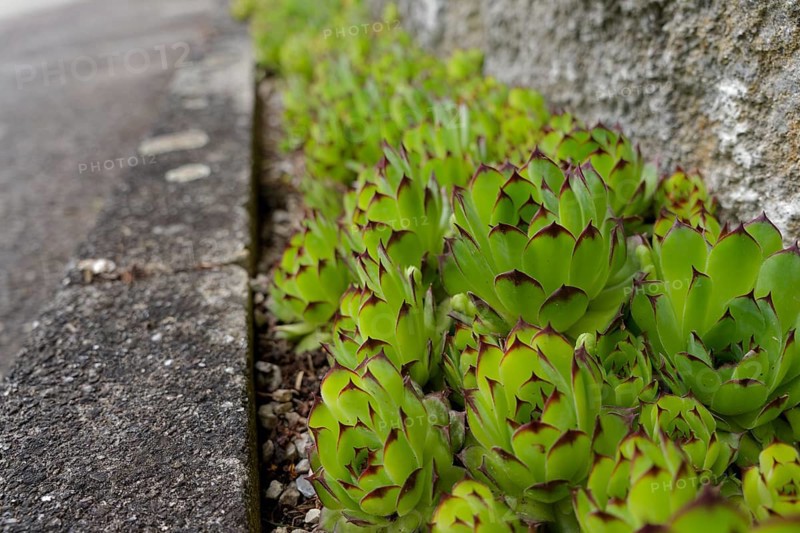 Sempervivum (Sempervivum) on house wall, succulent, Crassulaceae, rock garden, garden, garden design, Schwaebisch Hall, Baden-Wuerttemberg, Germany, Europe