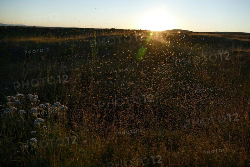 Swarms of mosquitoes in the evening light, Myvatn, North Iceland, Iceland, Europe
