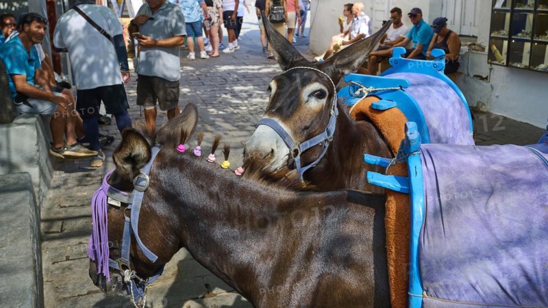 Donkey taxi, A relaxed donkey with saddle waits patiently in a busy urban environment, Lindos, Rhodes, Dodecanese, Greek Islands, Greece, Europe