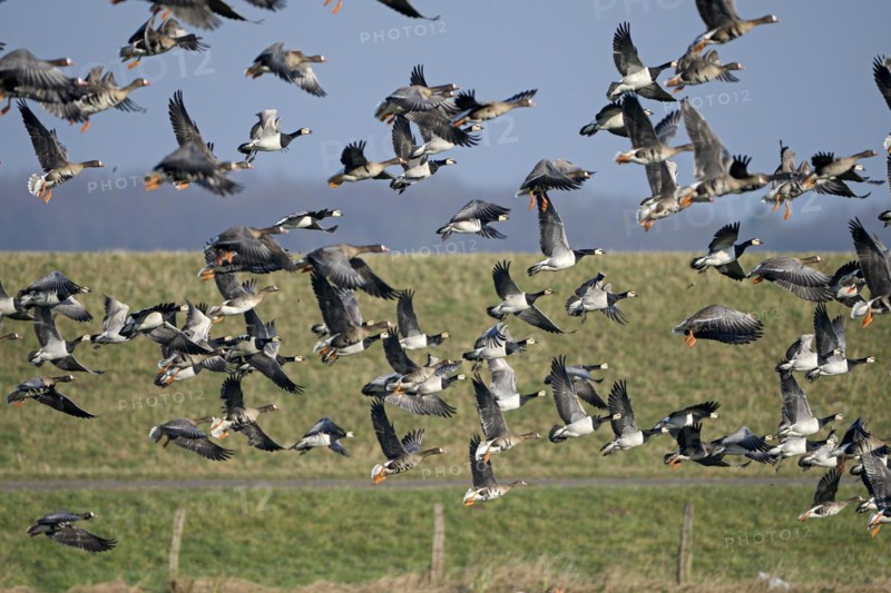 Greater white-fronted goose (Anser albifrons) and barnacle goose (Branta leucopsis), flock of geese taking off, Bislicher Insel, Xanten, Lower Rhine, North Rhine-Westphalia, Germany, Europe