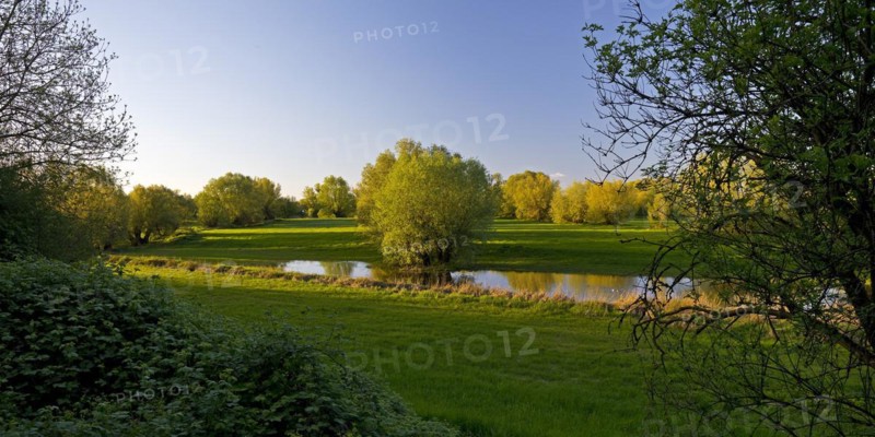 Nature reserve Uedesheimer Rheinaue in the evening light, Neuss, Lower Rhine, North Rhine-Westphalia, Germany, Europe