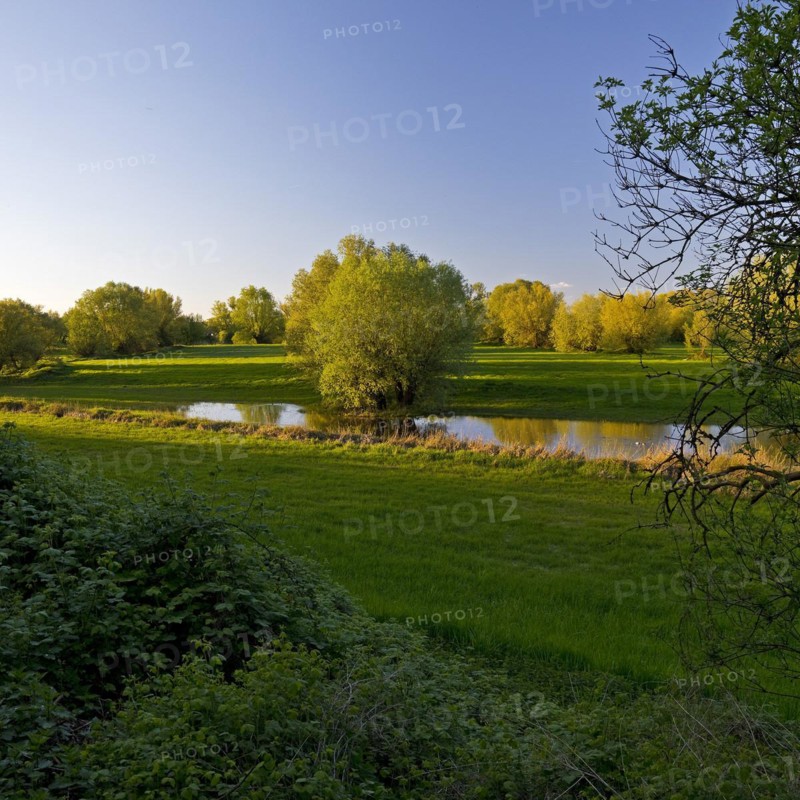 Nature reserve Uedesheimer Rheinaue in the evening light, Neuss, Lower Rhine, North Rhine-Westphalia, Germany, Europe