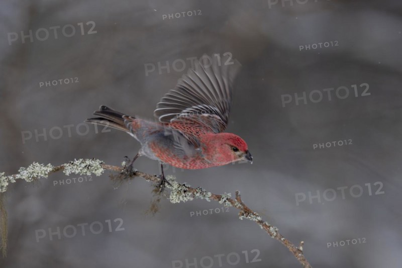 Pine grosbeak (Pinicola enucleator), in the snow, Kaamanen, Finland, Europe