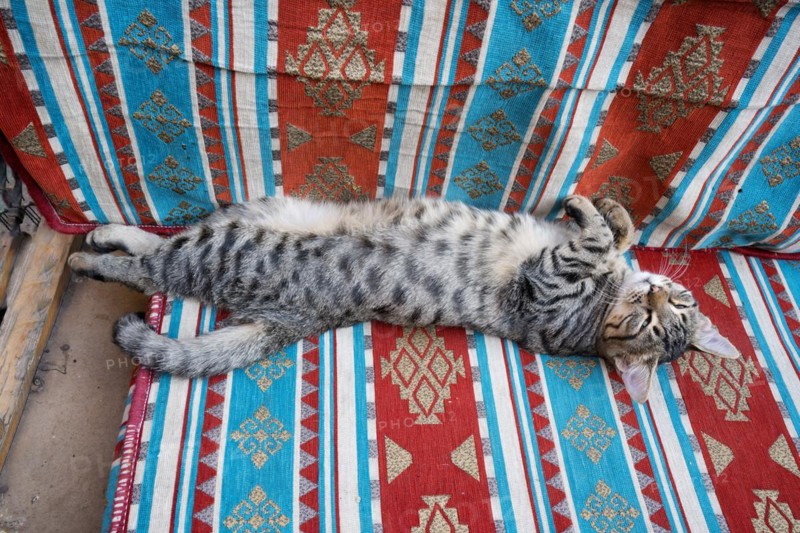 Sleeping street cat on a sofa, Sanliurfa bazaar, Turkey, Asia