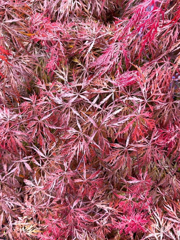 Close-up of Red Ornamental Maple (Acer palmatum Atropurpureum) Red Smooth Japanese Maple Downy Japanese Maple, Germany, Europe
