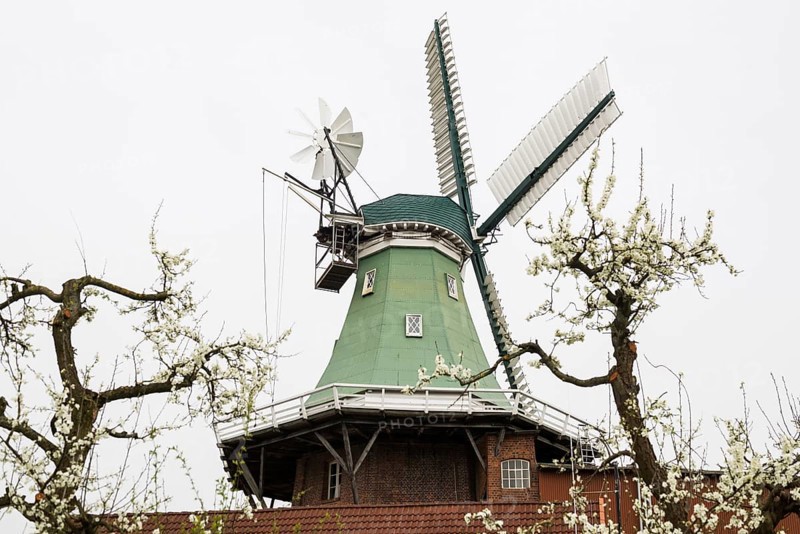 Historic windmill and blossoming fruit trees, three-storey gallery cottage, Twielenfleth, Altes Land, Lower Saxony, Germany, Europe