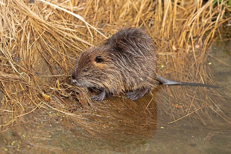 Nutria (Myocastor coypus) young animal, Wilhelmsburg, Hamburg, Germany, Europe