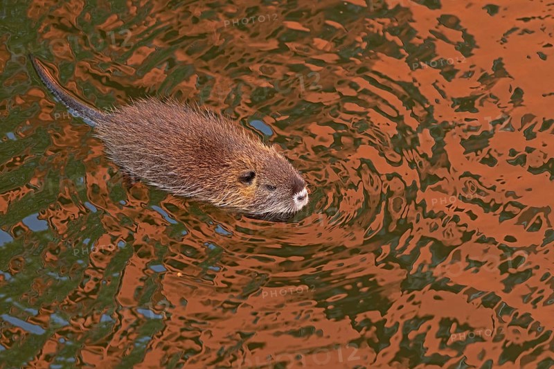 Nutria (Myocastor coypus) young animal swimming, Wilhelmsburg, Hamburg, Germany, Europe