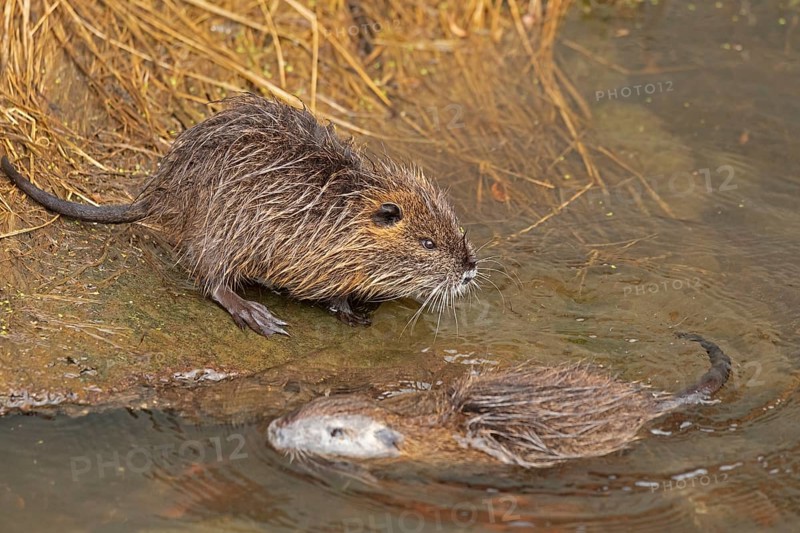 Two Nutria (Myocastor coypus) young animals, Wilhelmsburg, Hamburg, Germany, Europe