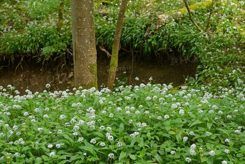 Ramson in bloom in the Kupfertal, Neufels, Neuenstein-Neufels, hiking, recreation, nature, copper, May, spring, wild vegetables, Hohenlohe, Heilbronn-Franken, Baden-Wuerttemberg, Germany, Europe