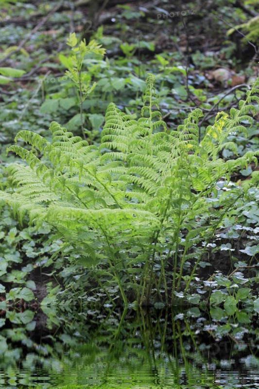 Lady fern (Athyrium filix-femina), North Rhine-Westphalia, Germany, Europe
