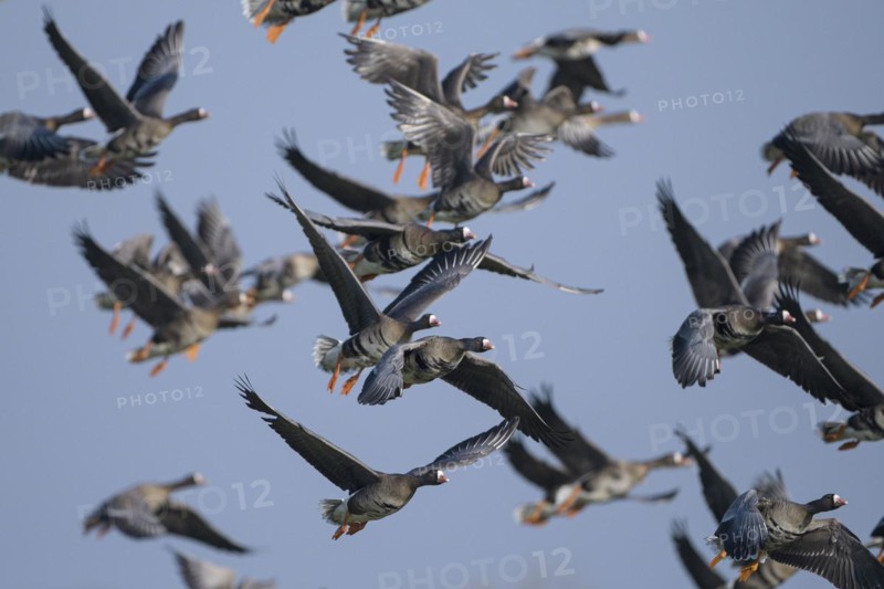 Greater white-fronted goose (Anser albifrons), flock of geese taking off, Bislicher Insel, Xanten, Lower Rhine, North Rhine-Westphalia, Germany, Europe