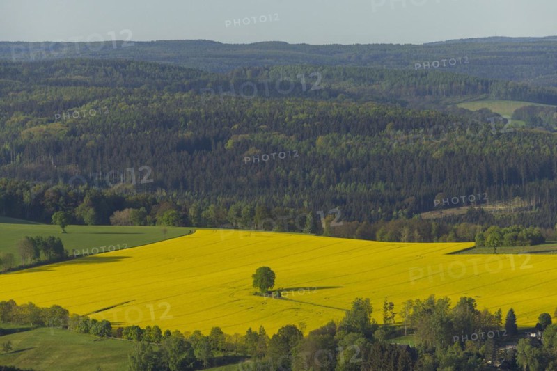 The Lilienstein is the most striking and best-known rock in the Elbe Sandstone Mountains. Rape field at the Pfaffenstein, Ebenheit, Saxony, Germany, Europe