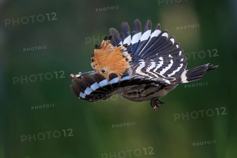 Hoopoe (Upupa epops) flying, approaching, Bird of the Year 2022, with caterpillar as food, raised canopy, sunrise, flower meadow, Middle Elbe Biosphere Reserve, Saxony-Anhalt, Germany, Europe