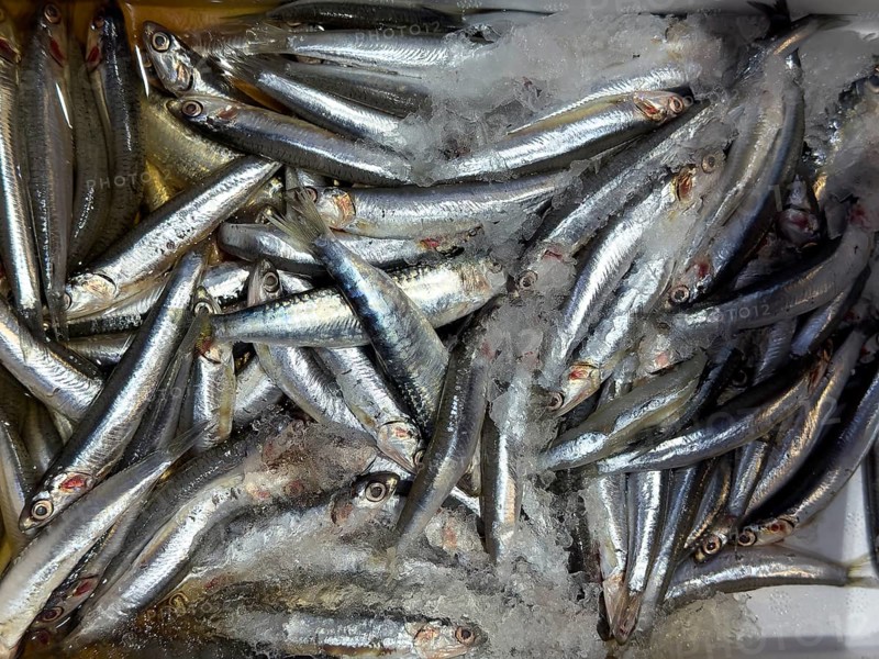 Display of fish caught whole fish whole fish fresh fish European anchovy (Engraulis encrasicolus) on ice in refrigerated counter fish counter of fishmonger fish sales, food trade, wholesale, fish trade, speciality shop, Germany, Europe