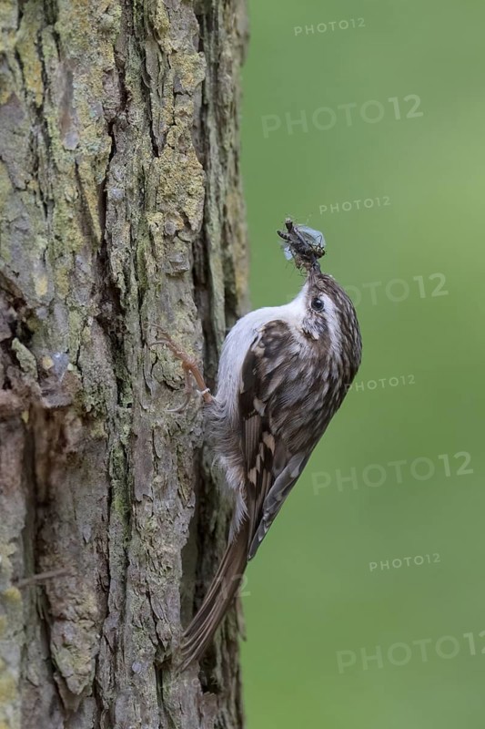 Short-toed treecreeper (Certhia brachydactyla), Wittlich, Rhineland-Palatinate, Germany, Europe