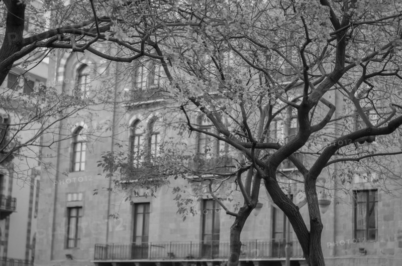 Center of Beirut, capital of Lebanon, tree and classical architecture and characteristic of the country, Lebanese arches
