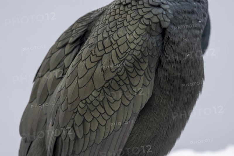 Common shag (Phalacrocorax aristotelis), plumage, Hornoya, Hornoya, Varangerfjord, Finmark, Northern Norway