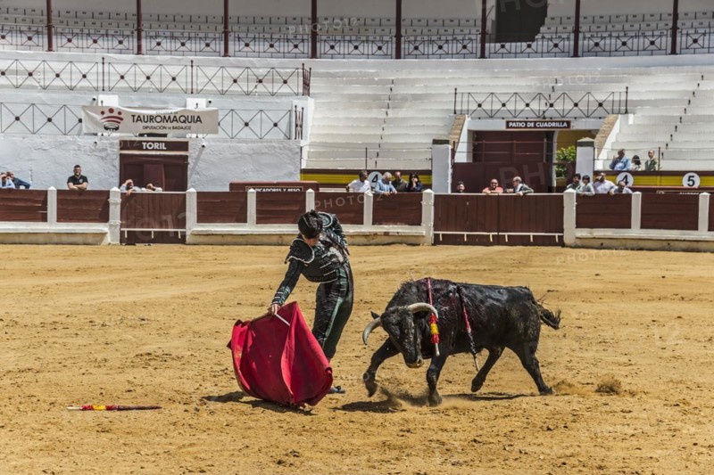 A matador draws the attention of a bull with a red scarf, bullfighting, bullring, Merida, Badajoz, Extremadura, Spain, Europe
