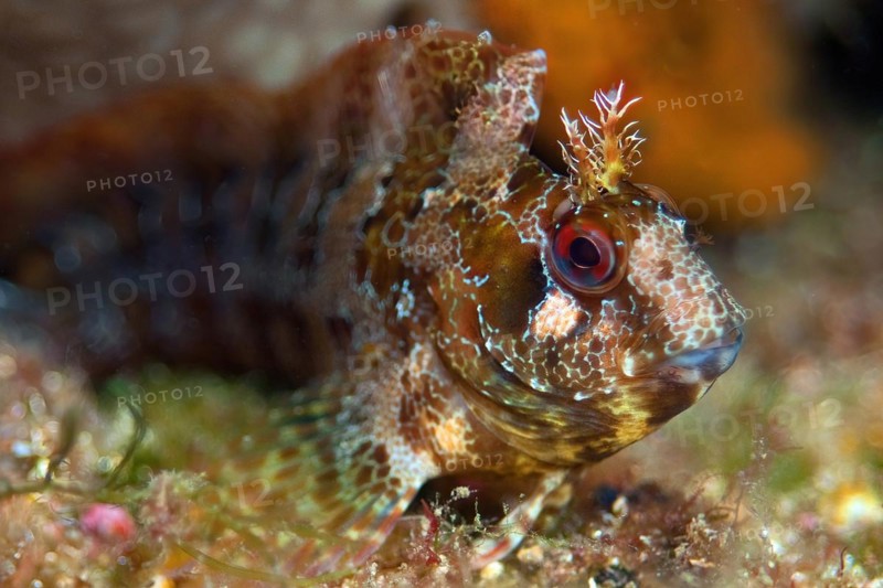 Extreme close-up of head of Striped Combtooth blenny (Parablennius gattorugine, Mediterranean Sea