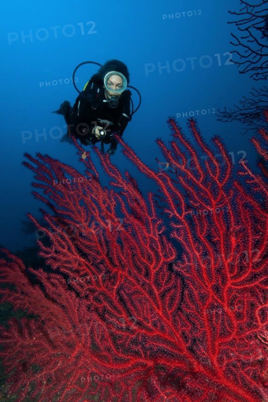 Diver looking at illuminated fan of Red Gorgonian (Paramuricea clavata) Mediterranean Sea fan on rocky reef, Mediterranean Sea, Portofino, Italy, Europe