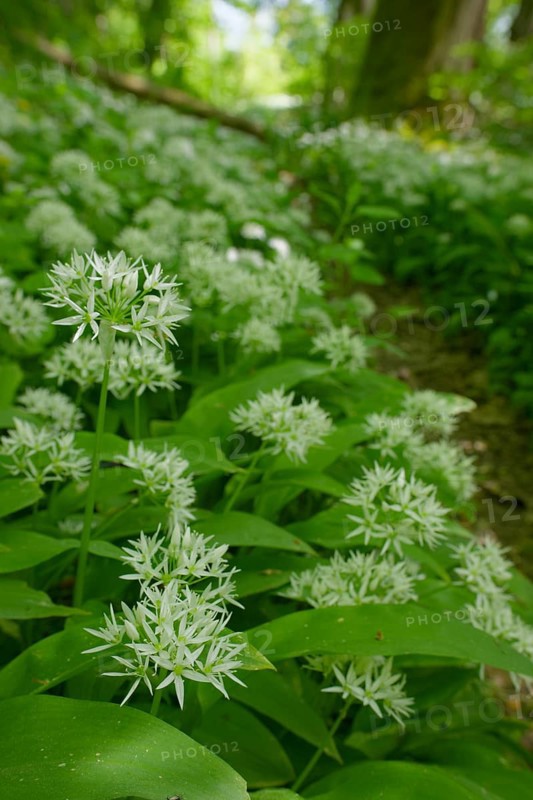 Ramson (Allium ursinum), wild vegetables, Swabian-Franconian Forest nature park Park, spring, May, Schwaebisch Hall, Kocher Valley, Kocher, Hohenlohe, Heilbronn-Franconia, Baden-Wuerttemberg, Germany, Europe