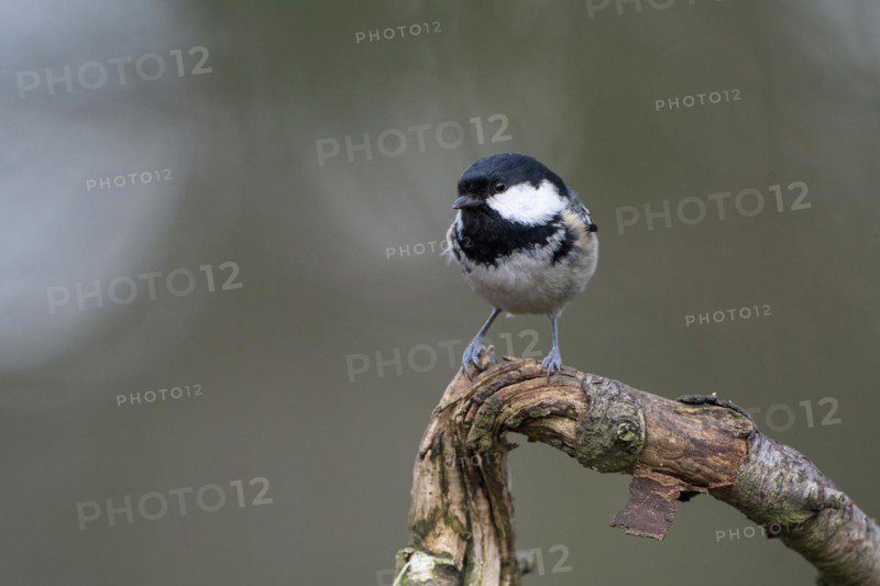 Coal tit (Parus ater), adult bird, Dingdener Heide nature reserve, North Rhine-Westphalia, Germany, Europe