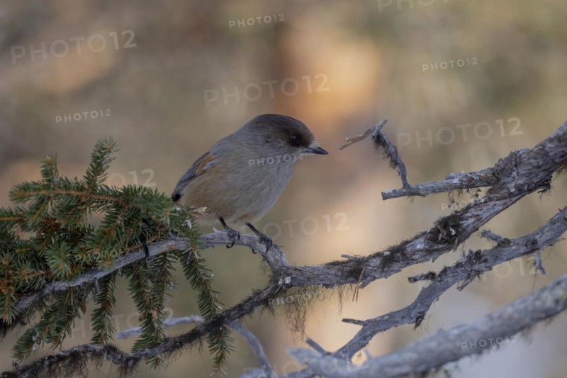 Siberian jay (Perisoreus infaustus), in the snow, Kaamanen, Finland, Europe